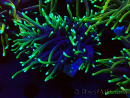 WYSIWYG Euphyllia glabrescens (Mariculture acclimaté sous LED) 8N7