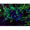 WYSIWYG Euphyllia glabrescens (Maricoltura acclimatata sotto LED) 8N7