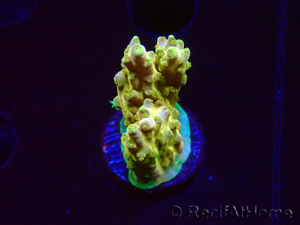 WYSIWYG RAH Acropora Gold Finger