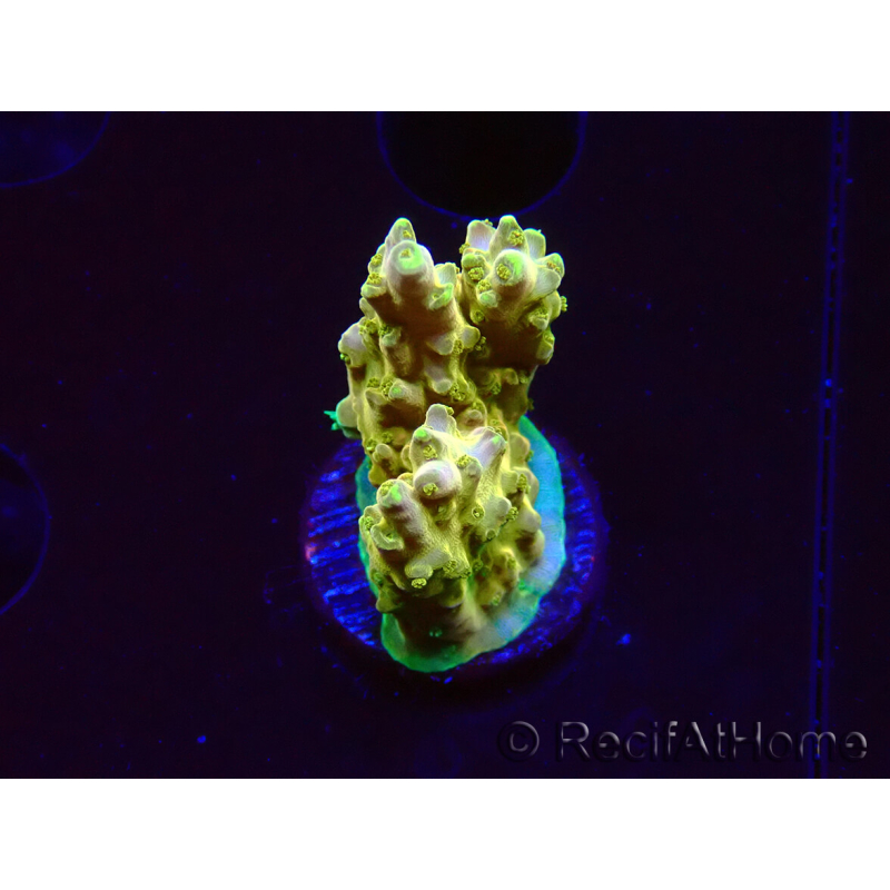 WYSIWYG RAH Acropora Gold Finger