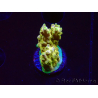 WYSIWYG RAH Acropora Gold Finger