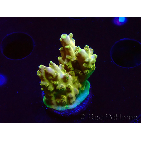 WYSIWYG RAH Acropora Gold Finger