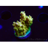 WYSIWYG RAH Acropora Gold Finger