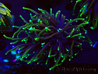WYSIWYG Euphyllia glabrescens (Mariculture acclimated under LED) 8N7