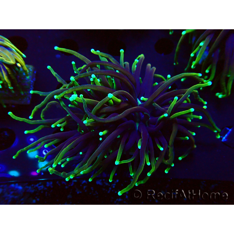 WYSIWYG Euphyllia glabrescens (Mariculture acclimaté sous LED) 8N7