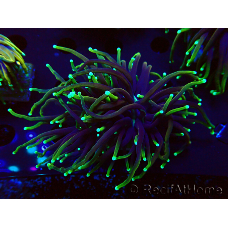 WYSIWYG Euphyllia glabrescens (Mariculture acclimated under LED) 8N7