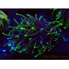 WYSIWYG Euphyllia glabrescens (Maricultura aclimatada bajo LED) 8N7