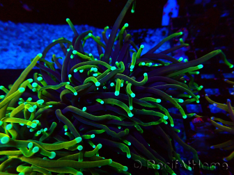 WYSIWYG Euphyllia glabrescens (Mariculture acclimated under LED) 8N7