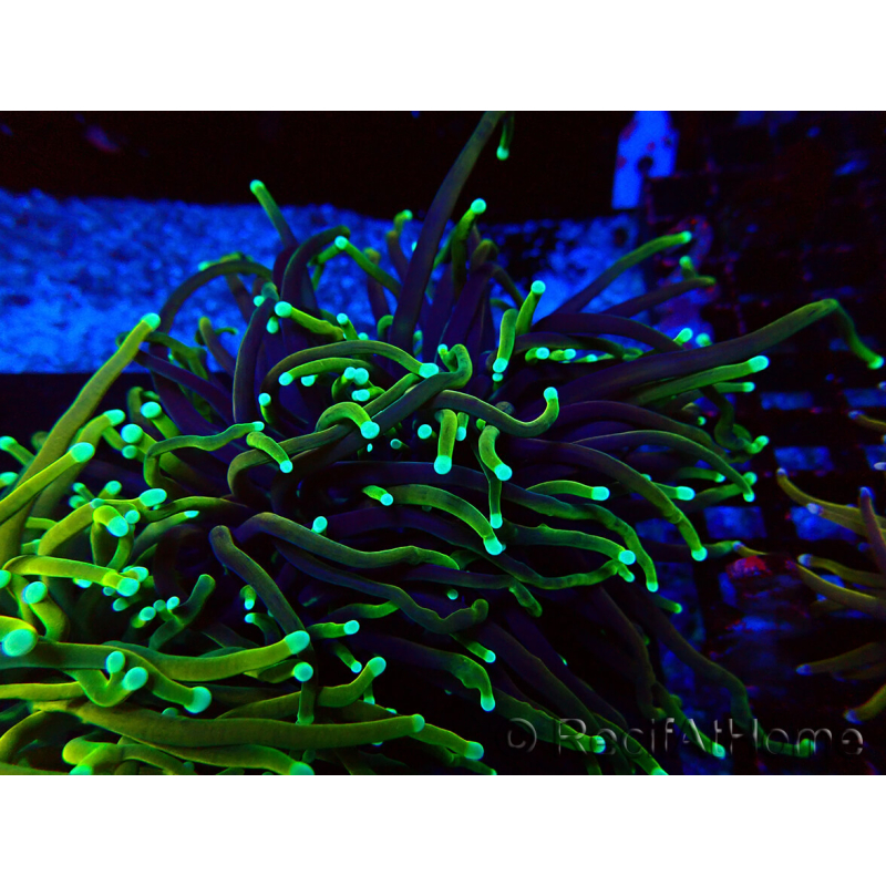 WYSIWYG Euphyllia glabrescens (Mariculture acclimated under LED) 8N7
