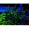 WYSIWYG Euphyllia glabrescens (Mariculture acclimated under LED) 8N7
