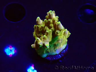 WYSIWYG RAH Acropora Gold Finger 5N3