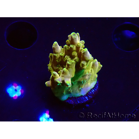 WYSIWYG RAH Acropora Gold Finger