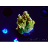 WYSIWYG RAH Acropora Gold Finger