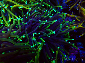 WYSIWYG Euphyllia glabrescens (Mariculture acclimated under LED) 8N7