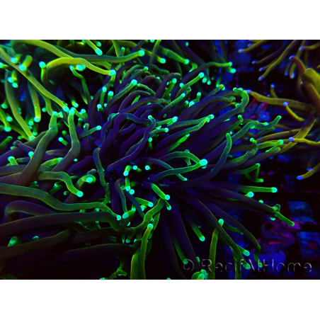 WYSIWYG Euphyllia glabrescens (Marikultur, akklimatisiert unter LED) 8N7