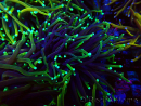 WYSIWYG Euphyllia glabrescens (Mariculture acclimaté sous LED) 8N7