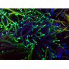 WYSIWYG Euphyllia glabrescens (Marikultur, akklimatisiert unter LED) 8N7