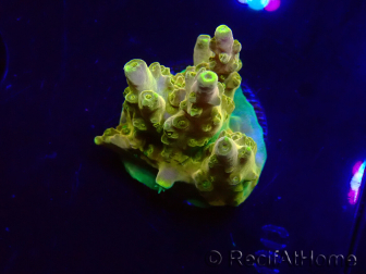 WYSIWYG RAH Acropora Gold Finger 5N4