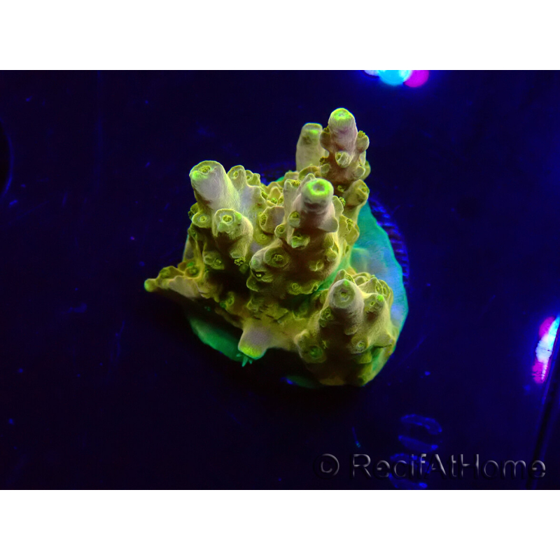 WYSIWYG RAH Acropora Gold Finger 5N4