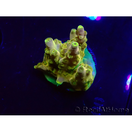 WYSIWYG RAH Acropora Gold Finger