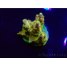 WYSIWYG RAH Acropora Gold Finger