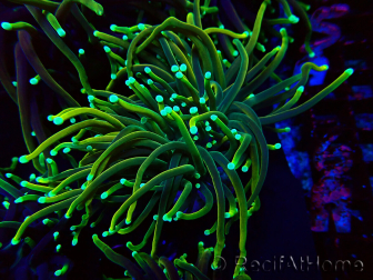 WYSIWYG Euphyllia glabrescens (Mariculture acclimated under LED) 8N7