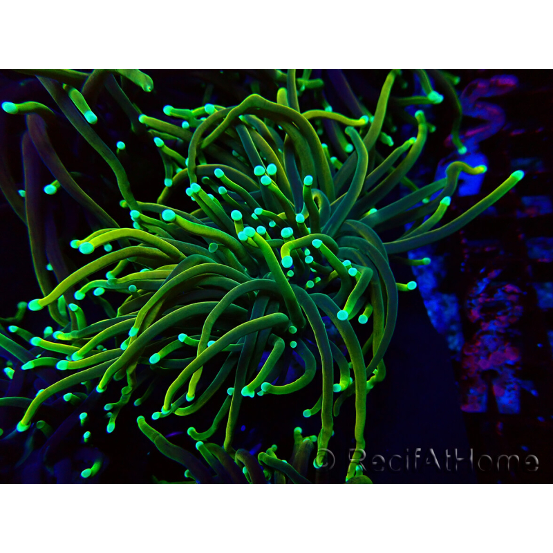 WYSIWYG Euphyllia glabrescens (Mariculture acclimaté sous LED) 8Q4