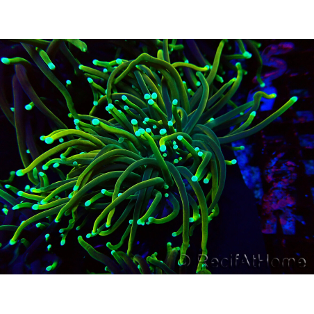 WYSIWYG Euphyllia glabrescens (Mariculture acclimaté sous LED) 8N7
