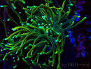 WYSIWYG Euphyllia glabrescens (Maricoltura acclimatata sotto LED) 8N7
