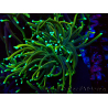 WYSIWYG Euphyllia glabrescens (Marikultur, akklimatisiert unter LED) 8N7
