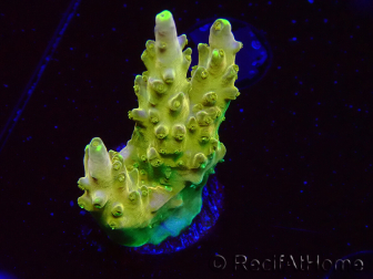 WYSIWYG RAH Acropora Gold Finger 5N5