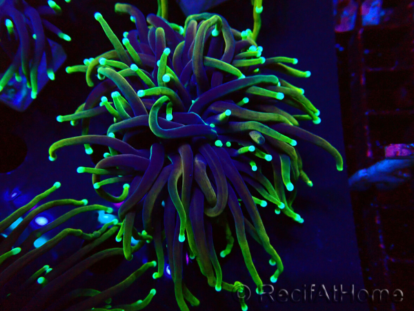 WYSIWYG Euphyllia glabrescens (Mariculture acclimaté sous LED) 8Q5