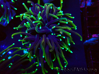 WYSIWYG Euphyllia glabrescens (Mariculture acclimated under LED) 8N7