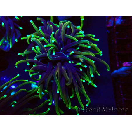 WYSIWYG Euphyllia glabrescens (Maricultura aclimatada bajo LED) 8N7