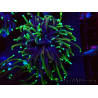 WYSIWYG Euphyllia glabrescens (Maricoltura acclimatata sotto LED) 8N7