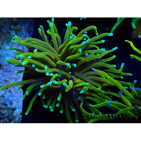 WYSIWYG Euphyllia glabrescens (Unter LED akklimatisierte Marikultur) 8A2