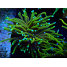 WYSIWYG Euphyllia glabrescens (Mariculture acclimaté sous LED) 8A2