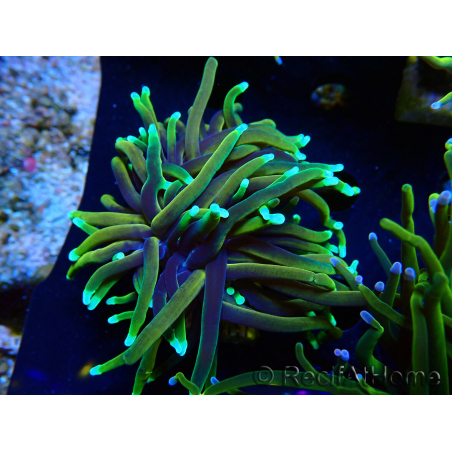WYSIWYG Euphyllia glabrescens (Maricoltura acclimatata sotto LED) 8A5