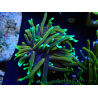 WYSIWYG Euphyllia glabrescens (Mariculture acclimated under LED) 8A5