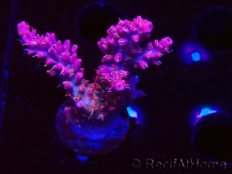 WYSIWYG RAH Acropora Flamingo Fury 5N6