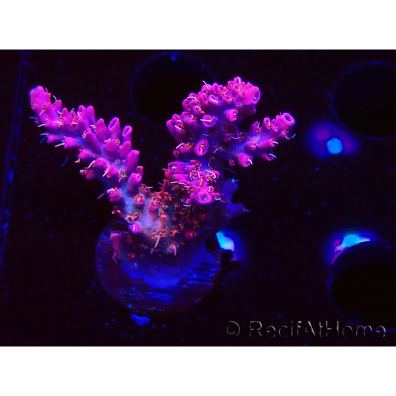 WYSIWYG RAH Acropora Flamingo Fury 5N6