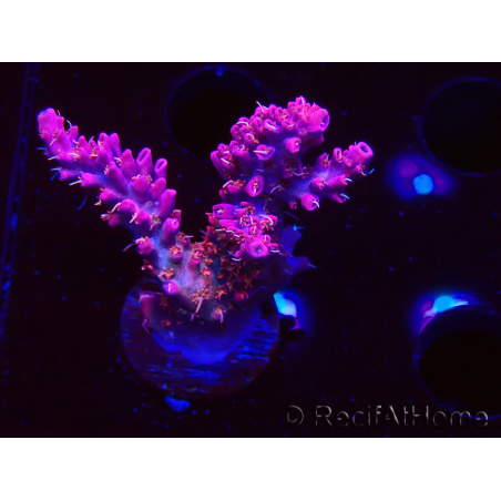 WYSIWYG RAH Acropora Flamingo Fury