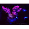 WYSIWYG RAH Acropora Flamingo Fury 5N6