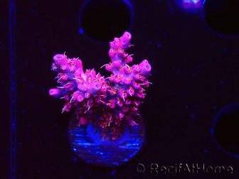 WYSIWYG RAH Acropora Flamingo Fury 5N7