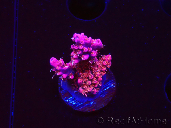 WYSIWYG RAH Acropora Flamingo Fury 5N8