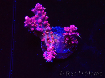 WYSIWYG RAH Acropora Flamingo Fury 5N9