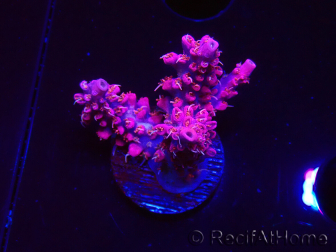 WYSIWYG RAH Acropora Flamingo Fury 5N10