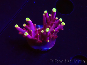 WYSIWYG JF Acropora Fox Flame 5O1