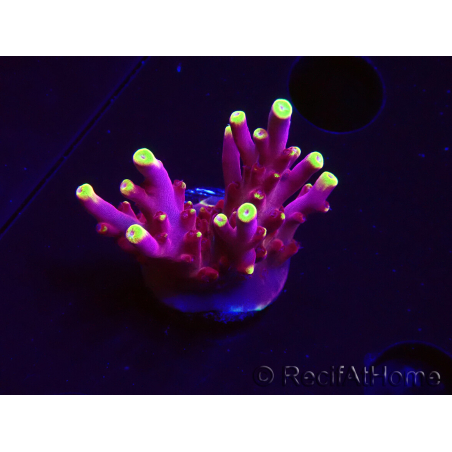 WYSIWYG JF Acropora Fox Flame