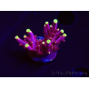 WYSIWYG JF Acropora Fox Flame